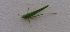 Neoconocephalus triops
