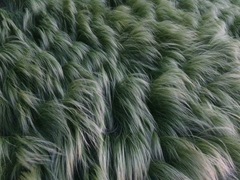 Stipa