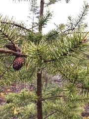 Pinus banksiana image