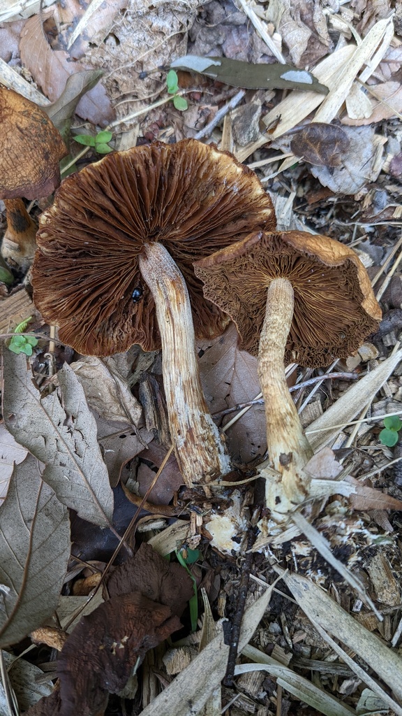 Agrocybe farinacea
