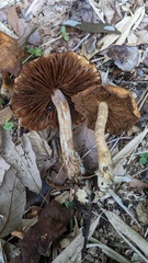 Agrocybe farinacea