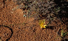 Romulea tortuosa aurea