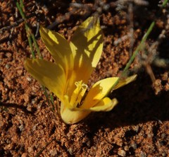 Romulea tortuosa aurea