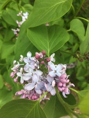 Syringa vulgaris