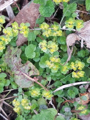 Chrysosplenium oppositifolium