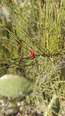 Ephedra americana