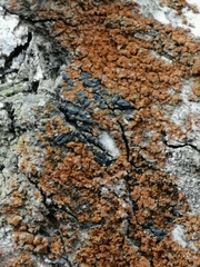 Fungi