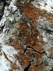 Fungi