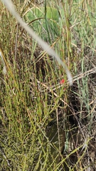Ephedra americana