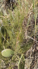 Ephedra americana