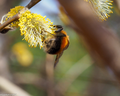 Bombus hypnorum