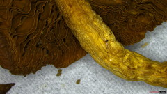 Agrocybe farinacea