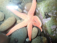 Allostichaster insignis