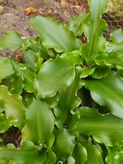 Veltheimia