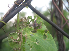 Neofidia humeralis
