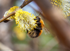 Bombus hypnorum