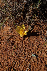 Romulea tortuosa aurea