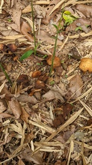 Agrocybe farinacea