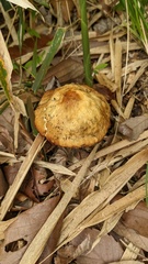Agrocybe farinacea