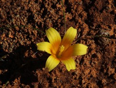 Romulea tortuosa aurea
