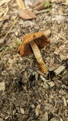 Agrocybe farinacea