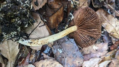 Agrocybe farinacea