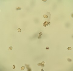 Agrocybe farinacea