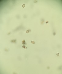 Agrocybe farinacea