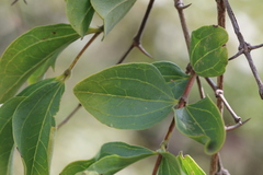 Strychnos cocculoides