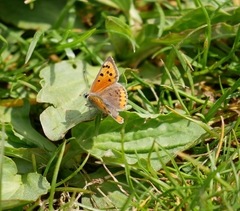 Lycaena phlaeas