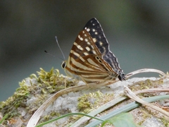 Dodona eugenes