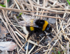 Bombus lucorum