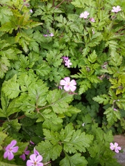 Geranium robertianum