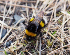 Bombus lucorum