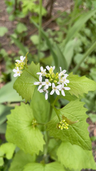 Alliaria petiolata