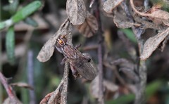 Tapeigaster nigricornis