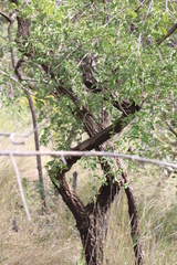 Strychnos cocculoides