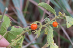 Solanum catombelense