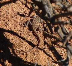 Pedioplanis lineoocellata