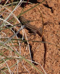 Pedioplanis lineoocellata