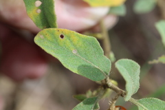 Solanum catombelense