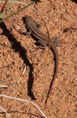 Pedioplanis lineoocellata