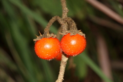 Solanum catombelense