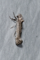 Micrerethista nigrapex