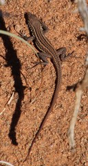 Pedioplanis lineoocellata