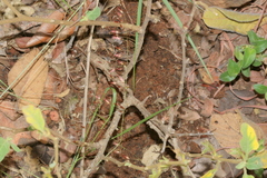 Solanum catombelense