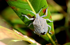 Pseudatelus notatipennis