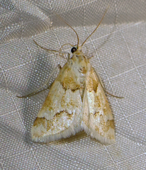 Pseudoschinia elautalis