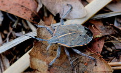 Pseudatelus notatipennis