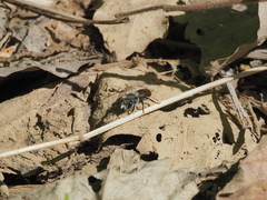 Osmia bicolor